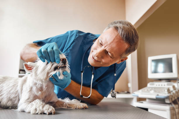  , WA Emergency Dentist Pros
